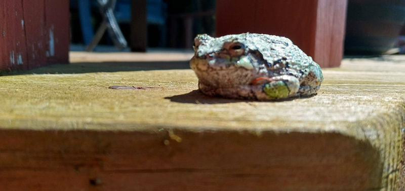 This little green guest loves to hang out on the deck and in a flower pot.