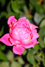 Pink roses bloom all summer at Candlelite Inn Bed & Breakfast