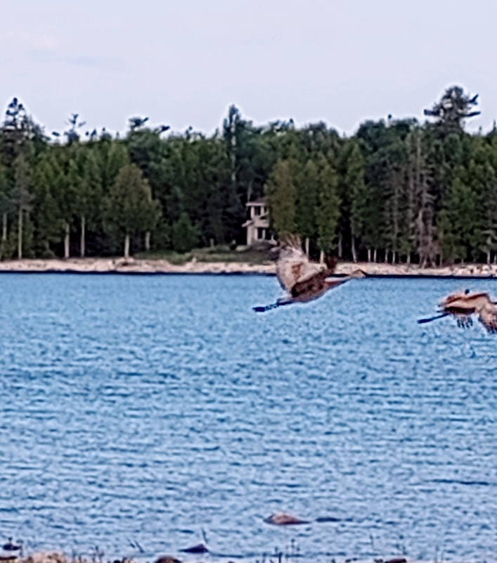 Sandhill Cranes fly right past the Candlelite Cove beach, and often bald eagles fly overhead or even spend some time on our beach.